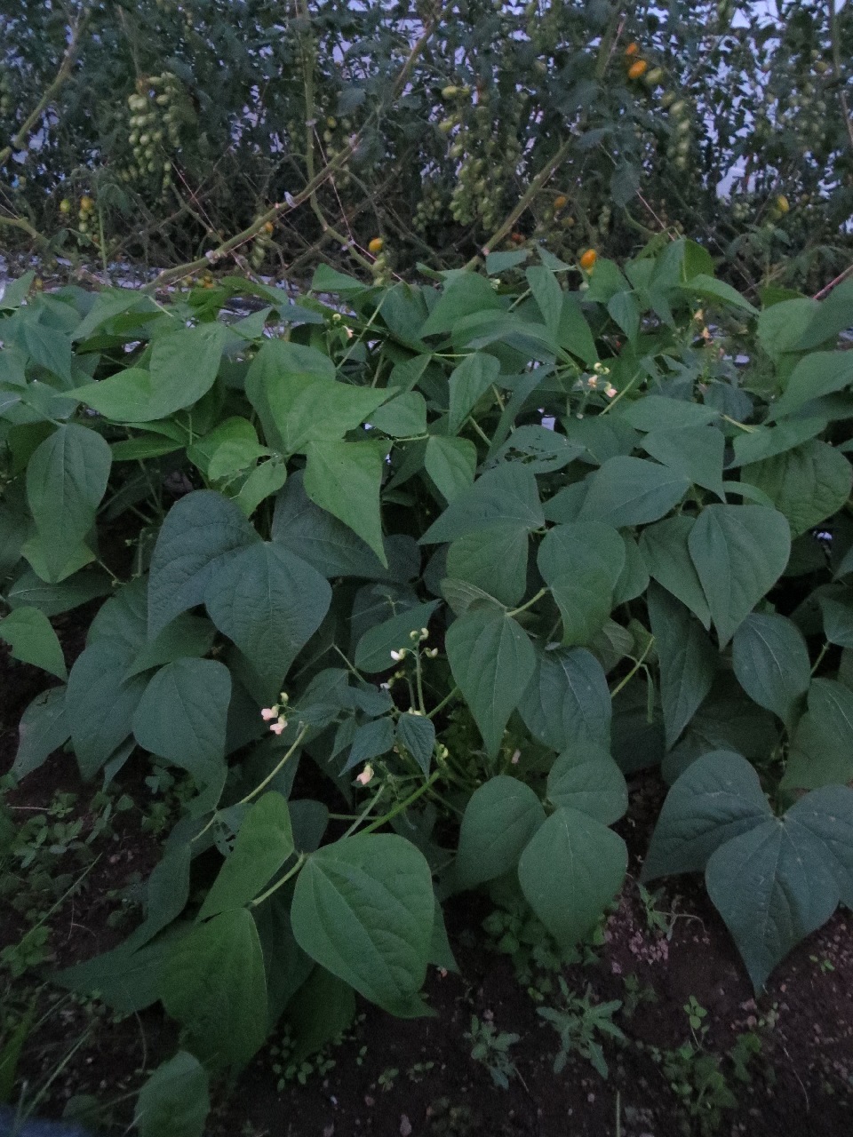 A grainy photo of the last planting of green beans for the year. The white flowers stand out in the darkness. These are on the edge bed of the greenhouse, so behind them you can see rows of cherry tomatoes.