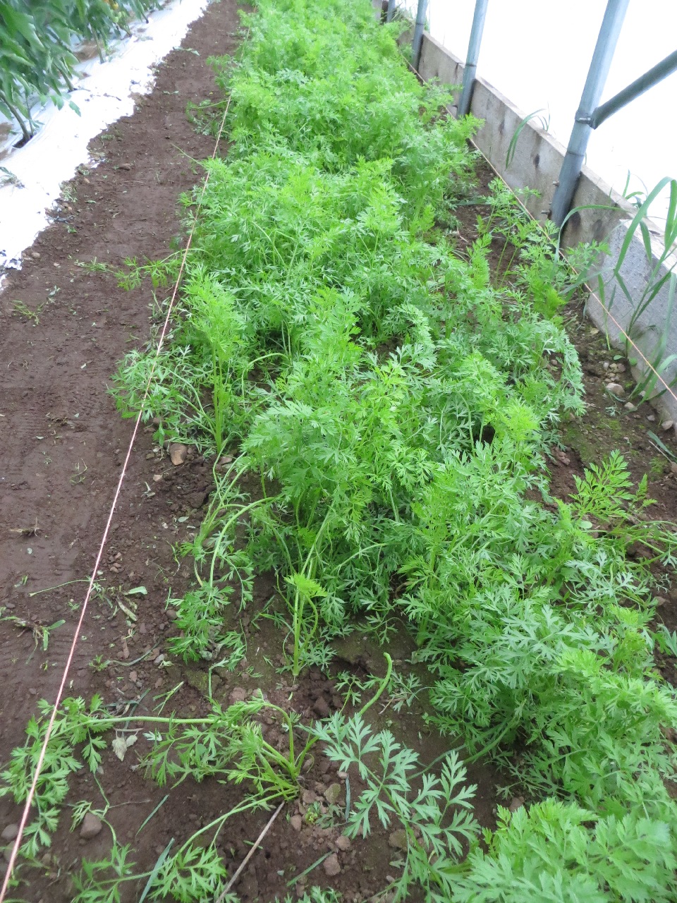 looking down a long bed of carrots: a mass of feathery green fronds on thin stems. They're a little battered and floppy looking, especially near the camera.