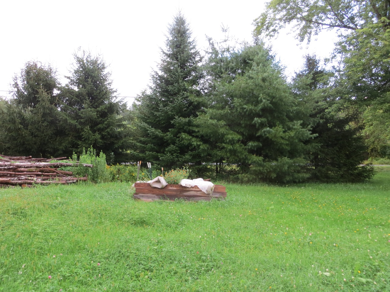 Looking across a tall green lawn with scattered dandelions and clover at a dense row of evergreens blocking the view of the road behind. At the left edge you can see a pile of logs waiting to be cut into firewood.