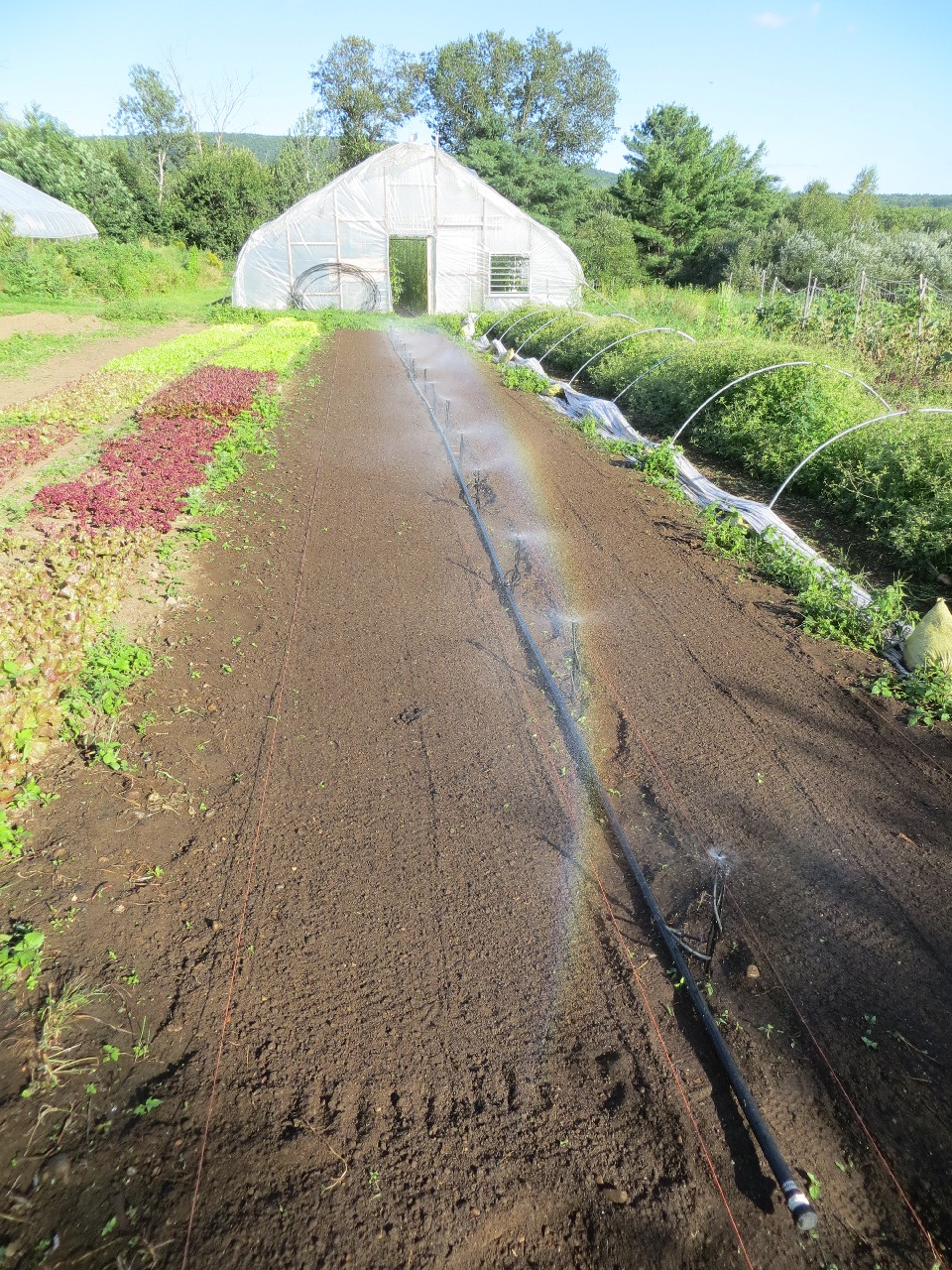 looking down two beds of bare soil. In the narrow path between are a bunch of tiny sprinkler heads on shin-high plastic stakes. Part of a tiny rainbow forms in the spray from the sprinkler heads.