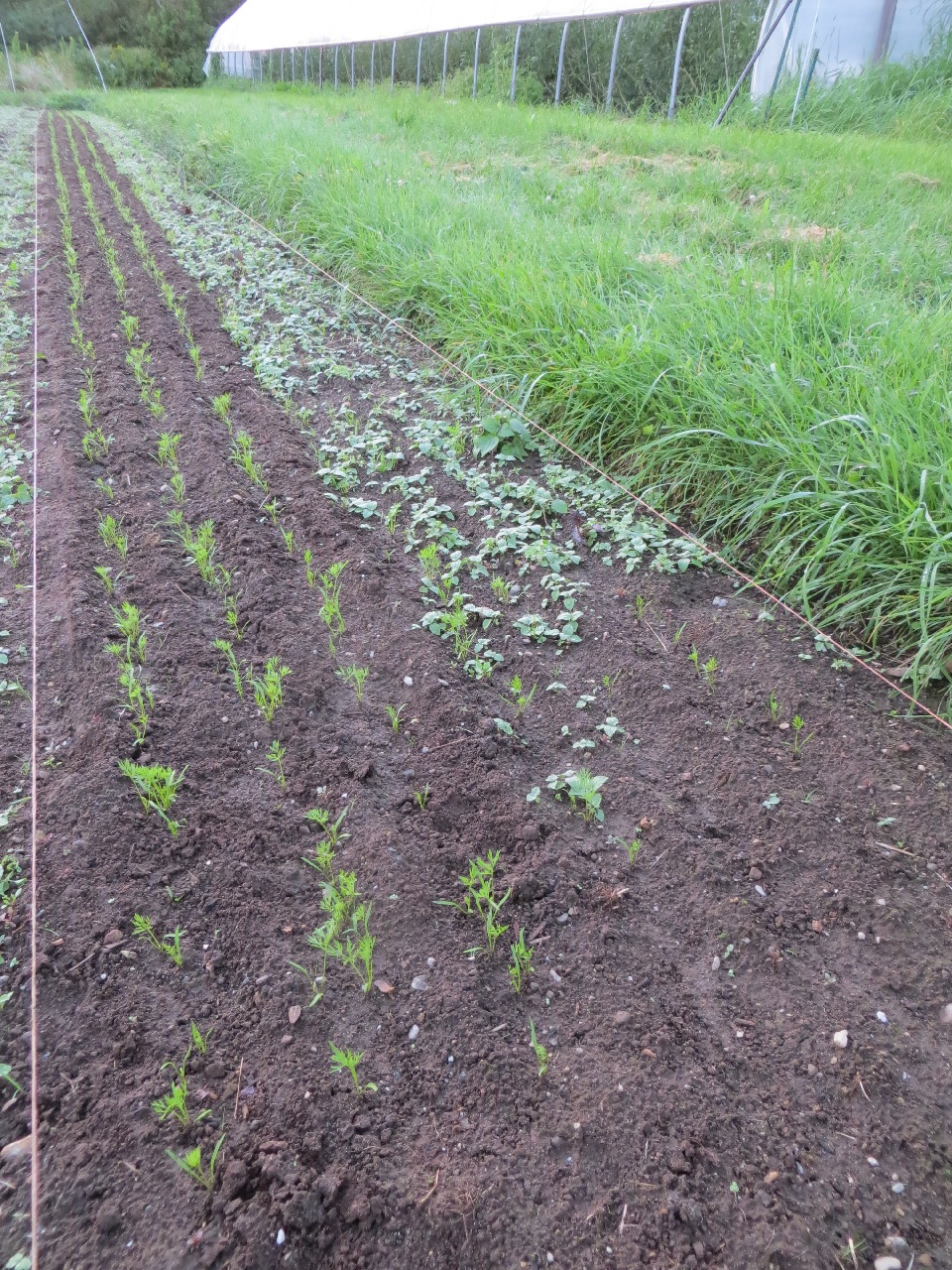 Looking down a long bed of baby carrots from near the ground: they're about two inches high, with grass-like seed leaves and then the feathery true leaves just opening up. The left half of the bed is just carrots. In the right half you can barely see the carrots through the weeds.