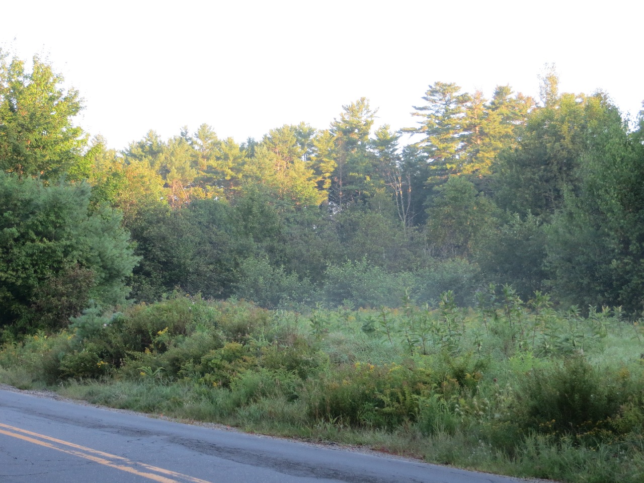 Looking across a country road at a field with goldenrod and milkweed. A light mist casts a haze over the brush in the background, and the morning light draws a line across the pines beyond.